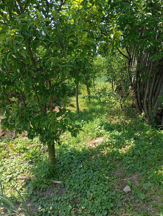 🏡 Casă de vânzare în Săcel – 2 corpuri locuibile, 3 băi, grădină, teren generos