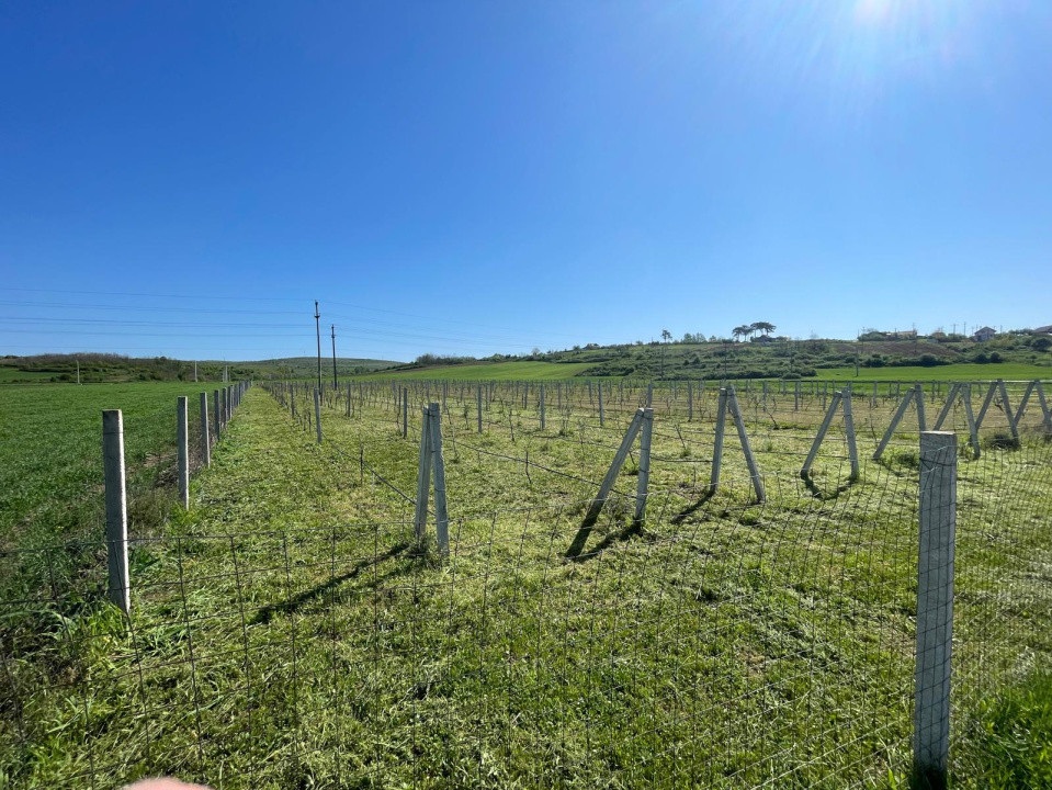 Teren intravilan agricol 6215mp cu utilități în Răcari, jud. Dolj