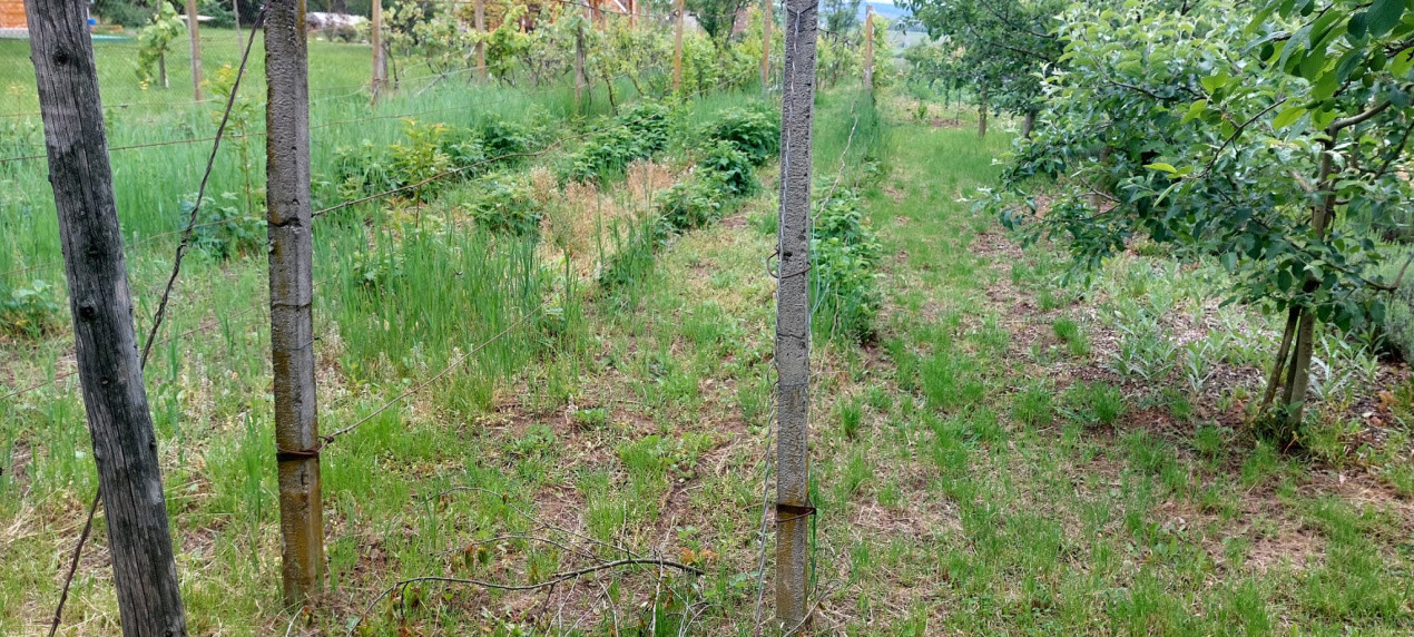 Casa 2 camere cu suprafata 50mp si teren 1300mp,în Miercurea Sibiului 
