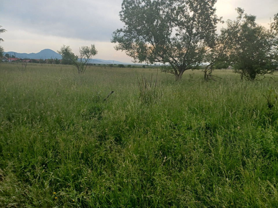 Teren intravilan Rasnov