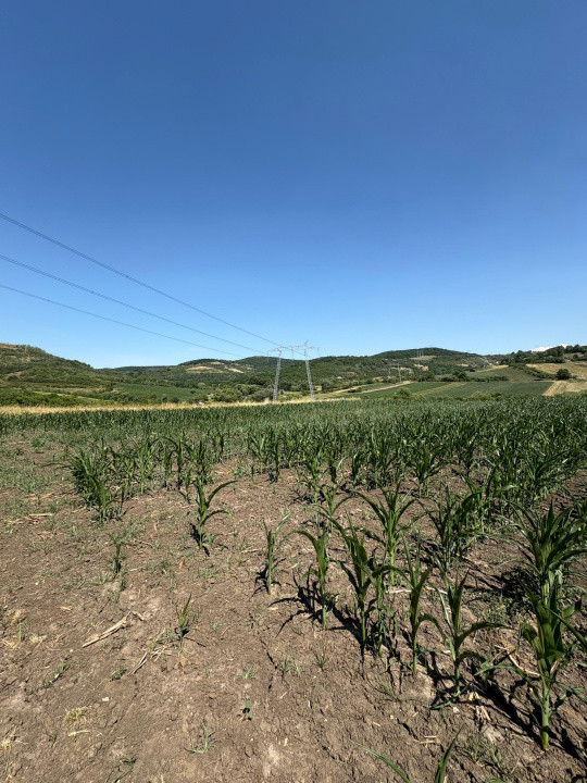 Teren intravilan de vânzare | 1000 mp | zona Gușterița