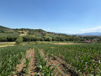 Teren intravilan de vânzare | 1000 mp | zona Gușterița