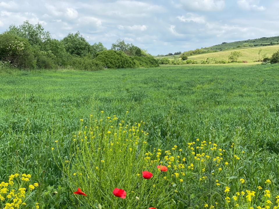 De vânzare teren agricol (3,1 Ha) cu plantație de lavandă, com. Borsa