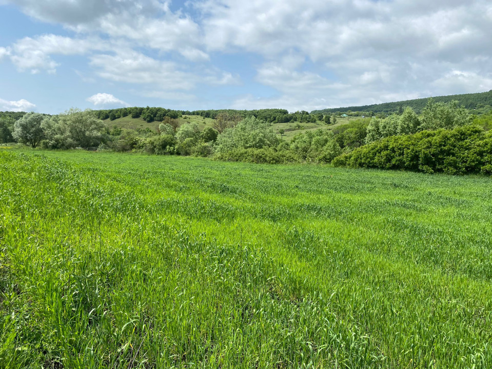 De vânzare teren agricol (3,1 Ha) cu plantație de lavandă, com. Borsa