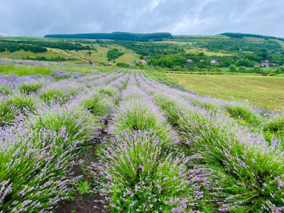 De vânzare teren agricol (3,1 Ha) cu plantație de lavandă, com. Borsa