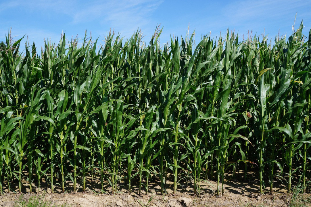 De vanzare teren extravilan BOD SAT