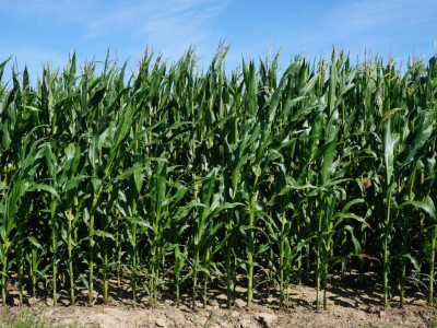 De vanzare teren extravilan BOD SAT