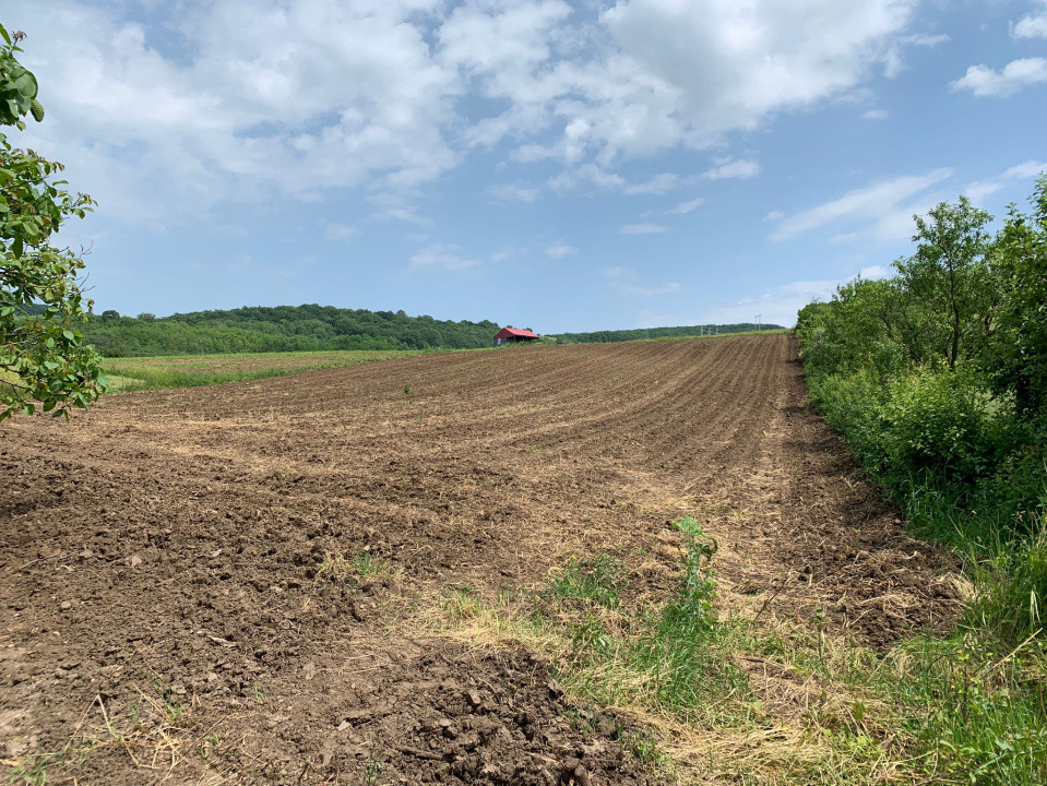 Teren intravilan | 5100 mp | zona Gușterița  