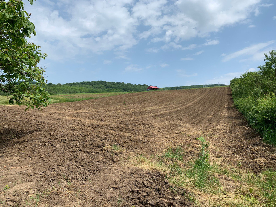 Teren intravilan | 5100 mp | zona Gușterița  