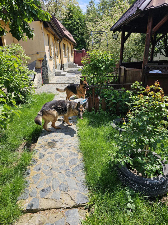 Vand casa 3 camere ARIUSD