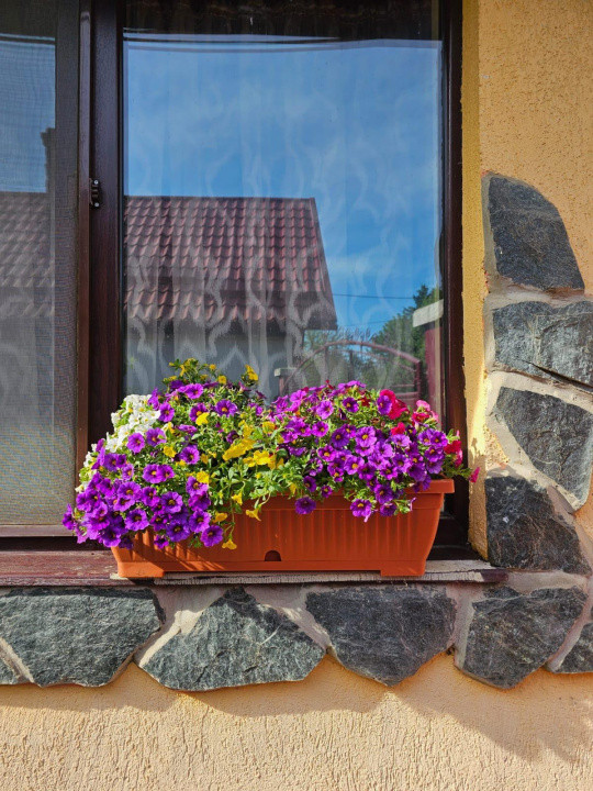 Vand casa 3 camere ARIUSD