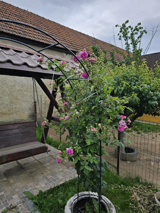 Vand casa 3 camere ARIUSD