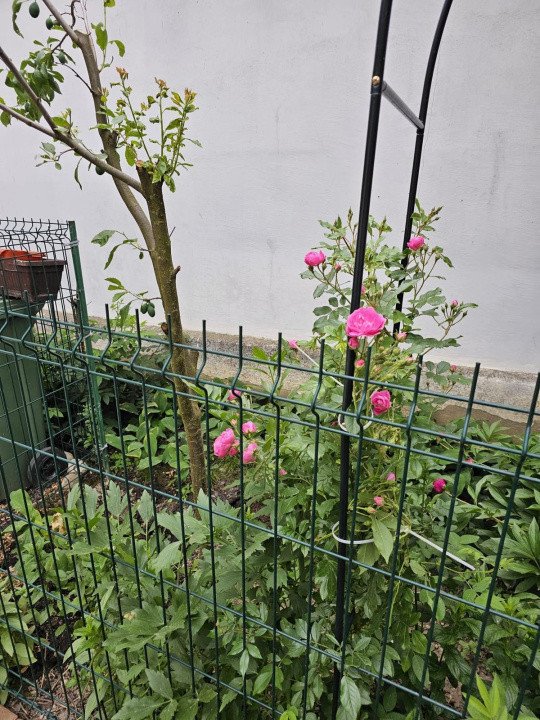 Vand casa 3 camere ARIUSD