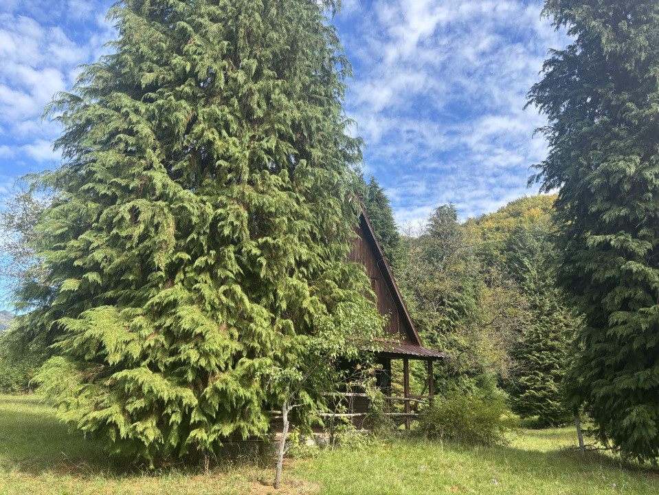 Cabana de vanzare , Firiza