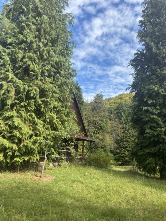 Cabana de vanzare , Firiza
