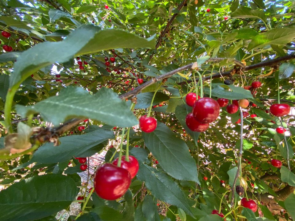 Casă de vacanță , 2 cam, teren 3.381 mp 
