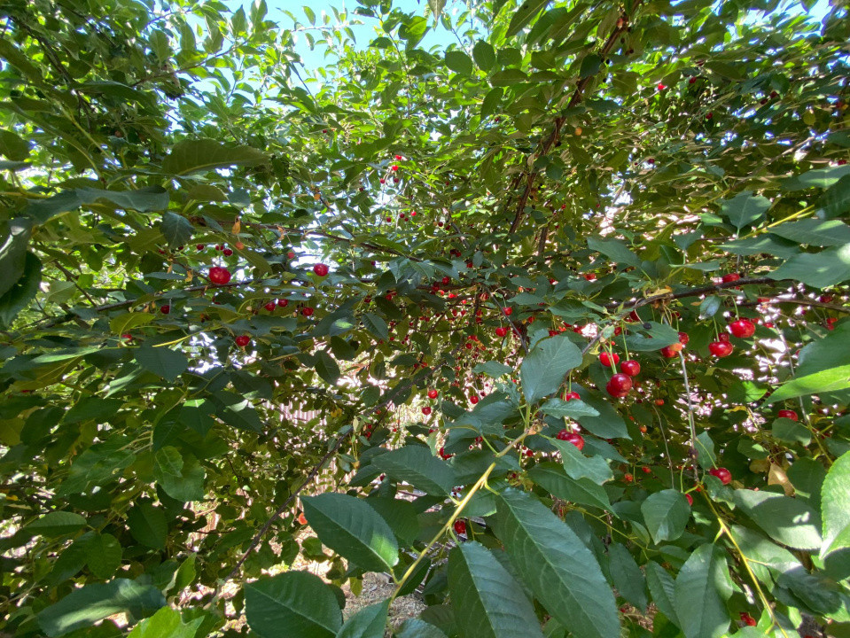 Casă de vacanță , 2 cam, teren 3.381 mp 