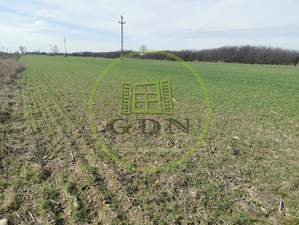 Teren extravilan de vanzare in Sacadat, 21.496 mp, cu deschidere de 42 m la E60.