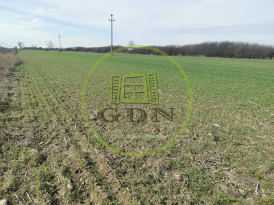 Teren extravilan de vanzare in Sacadat, 21.496 mp, cu deschidere de 42 m la E60.