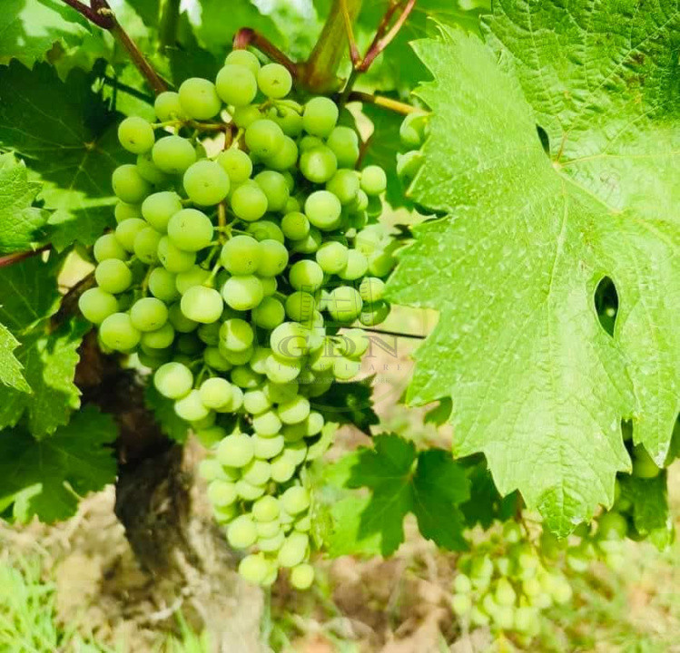 🍷 Oportunitate unică de investiție în inima Transilvaniei! Crama Mugurel!