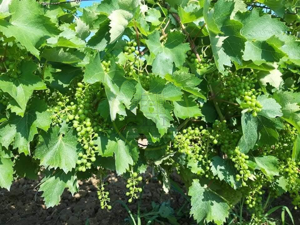 🍷 Oportunitate unică de investiție în inima Transilvaniei! Crama Mugurel!