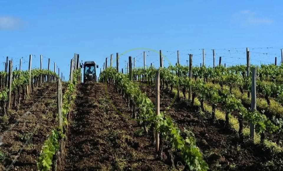 🍷 Oportunitate unică de investiție în inima Transilvaniei! Crama Mugurel!