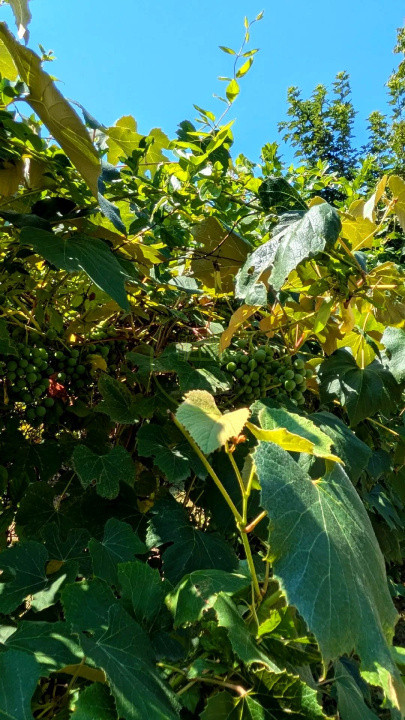 Teren intravilan cu poveste la Tocile - 1100 mp cu livadă, cabană + rulotă