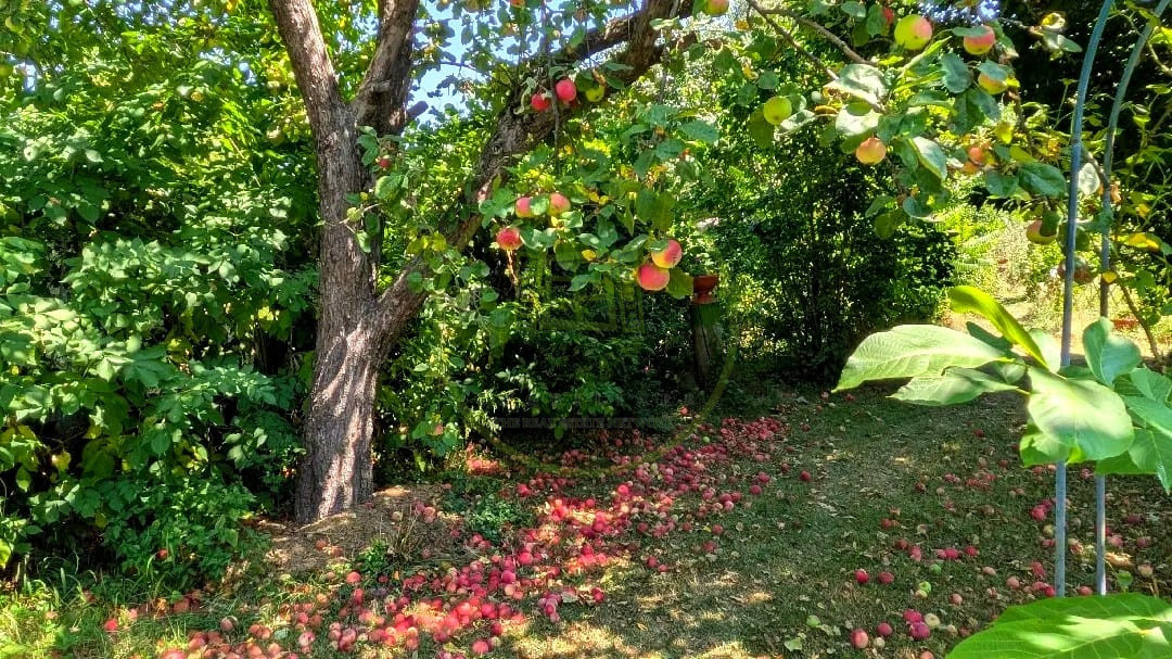 Teren intravilan cu poveste la Tocile - 1100 mp cu livadă, cabană + rulotă