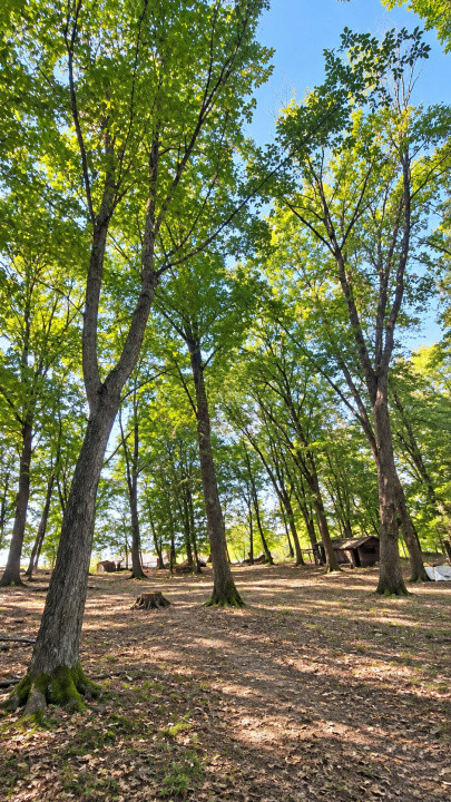 Vânzare teren extravilan pădure+ Pășune 17 000 mp Covasna
