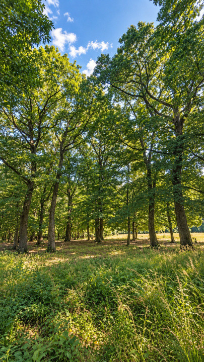 Vânzare teren extravilan pădure+ Pășune 17 000 mp Covasna