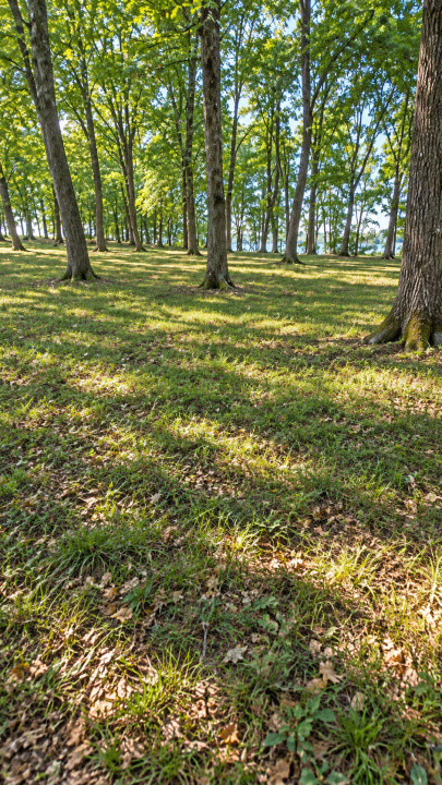 Vânzare teren extravilan pădure+ Pășune 17 000 mp Covasna