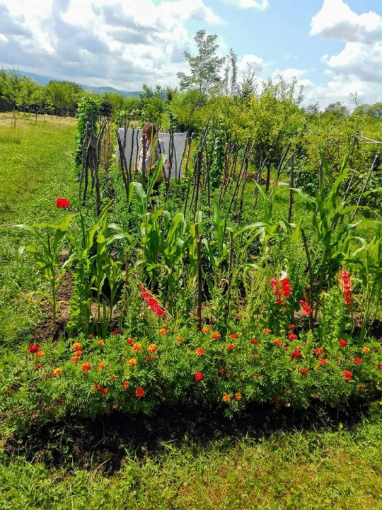 Gradină cu pomi fructiferi, teren 1470mp